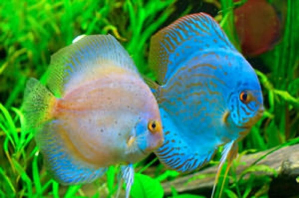 Big bigCover of Tropical Freshwater Fish for Beginners