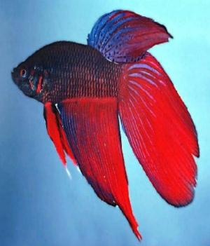 Book cover of A Beginners Guide to Caring For Betta Fish