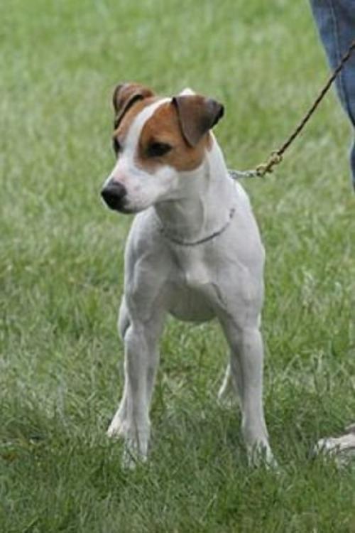 Cover of the book A Beginners Guide to Jack Russell Terriers by Tom Paunovic, Axel Publishing