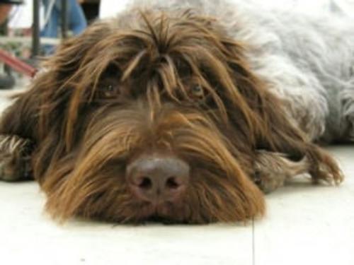 Cover of the book Wirehaired Pointing Griffons for Beginners by Kenny Swardson, Axel Publishing