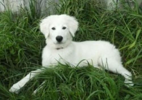 Cover of the book Maremma Sheepdogs for Beginners by Julia Lawston, Axel Publishing