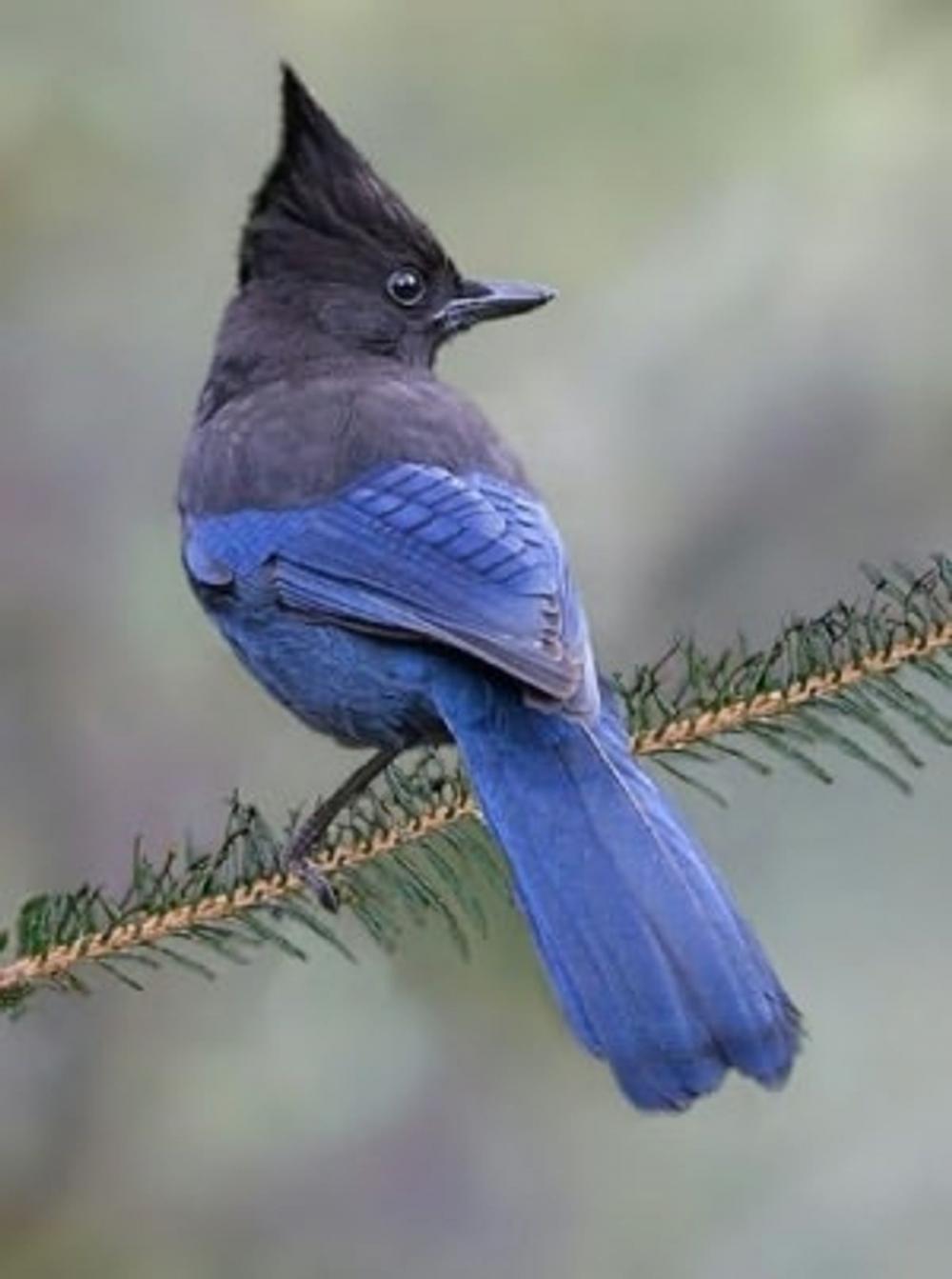 Big bigCover of North American Bird Identification Guide