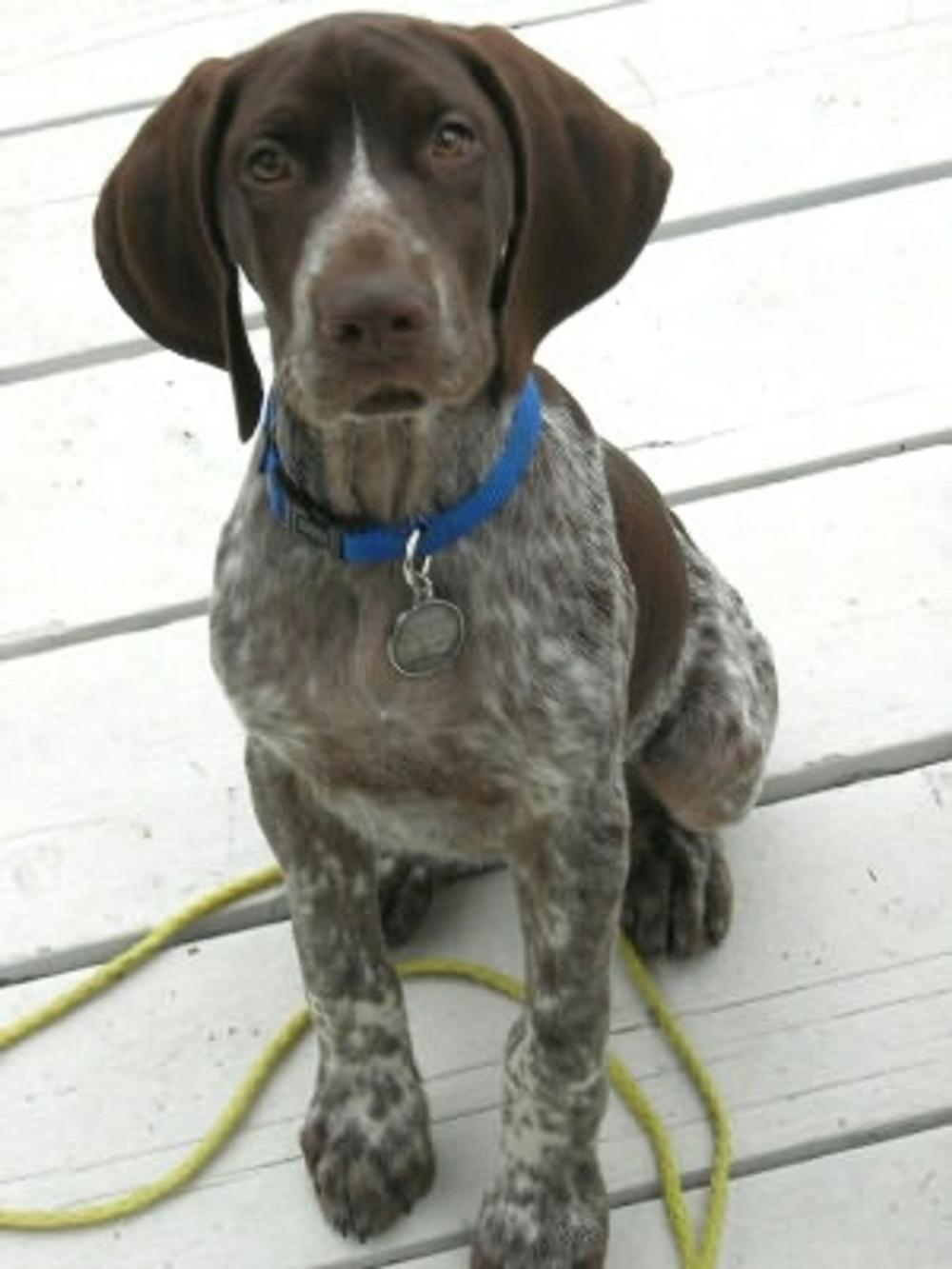 Big bigCover of German Shorthaired Pointers for Beginners