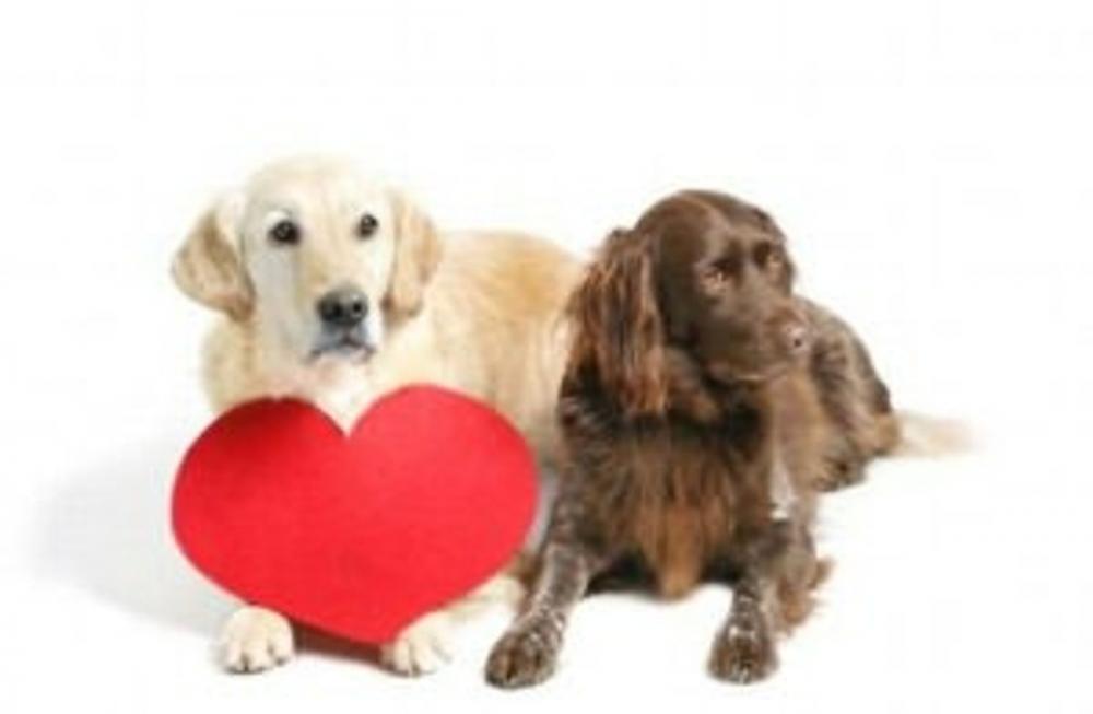 Big bigCover of Dog Heart Murmur: Causes, Symptoms and Treatments