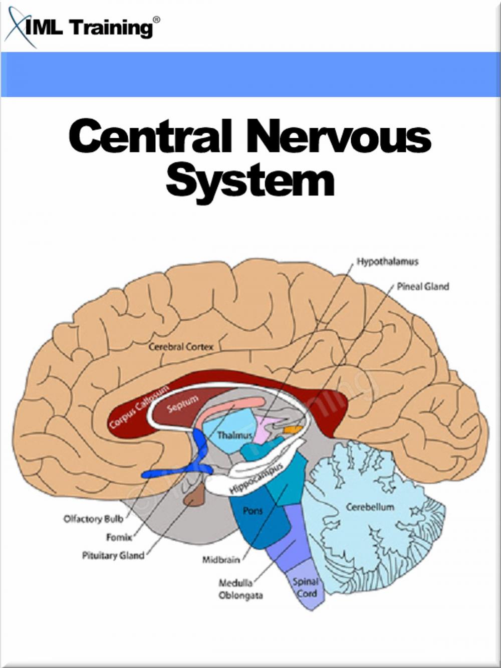 Big bigCover of Central Nervous System (Human Body)