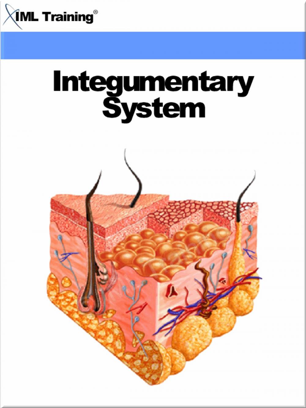 Big bigCover of Integumentary System (Human Body)