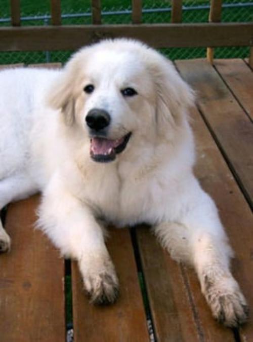 Cover of the book Great Pyrenees for Beginners by Claire Riley, Axel Publishing