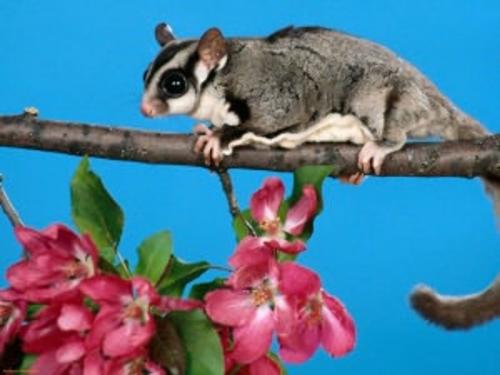 Cover of the book Sugar Gliders for Beginners by Kim Walker, Axel Publishing