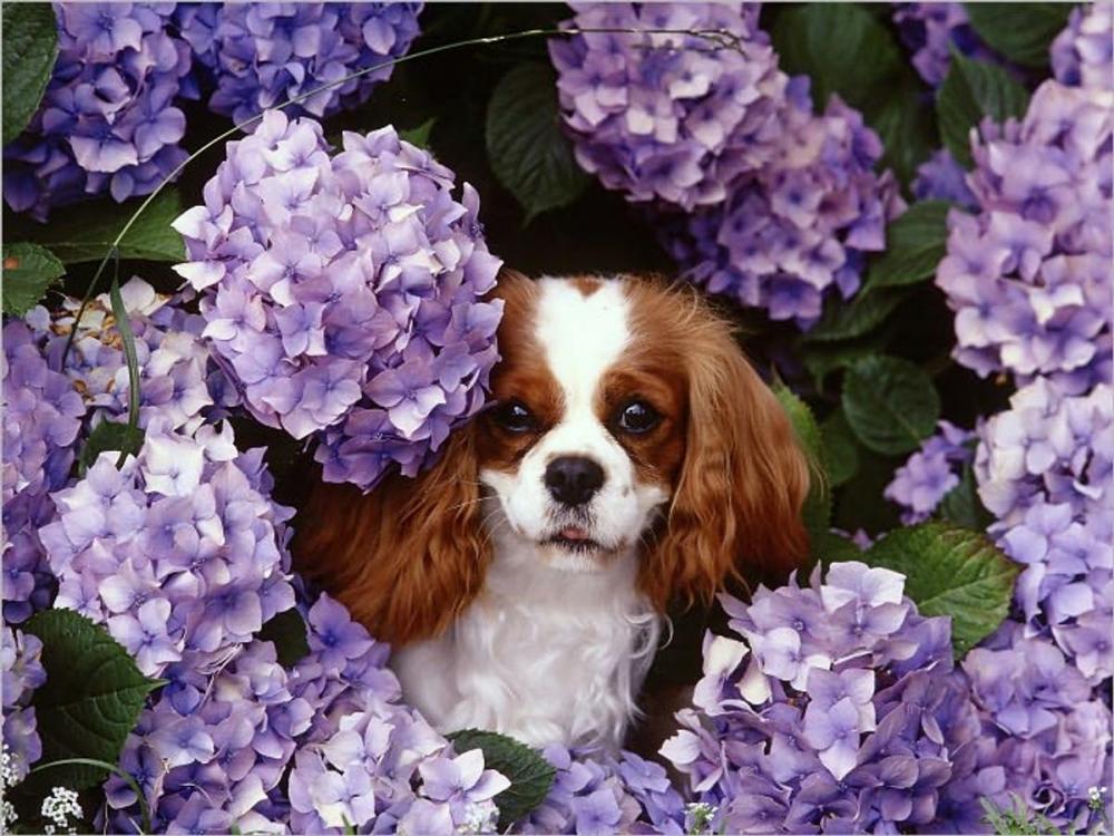 Big bigCover of Cavalier King Charles Spaniels for Beginners