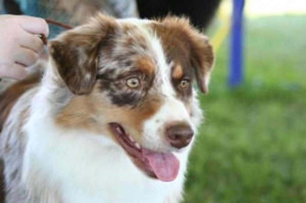 Big bigCover of A Beginners Guide to Australian Shepherds