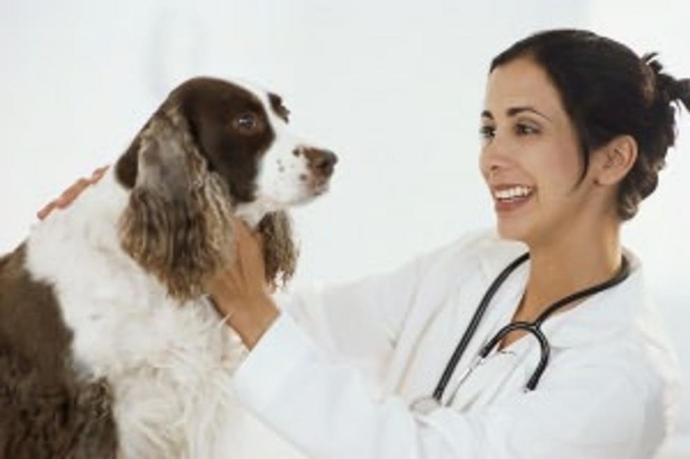 Big bigCover of How to Become a Veterinarian