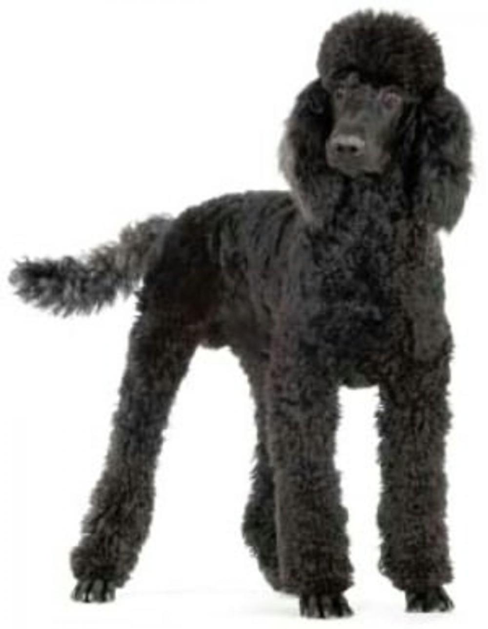 Big bigCover of Standard Poodles for Beginners