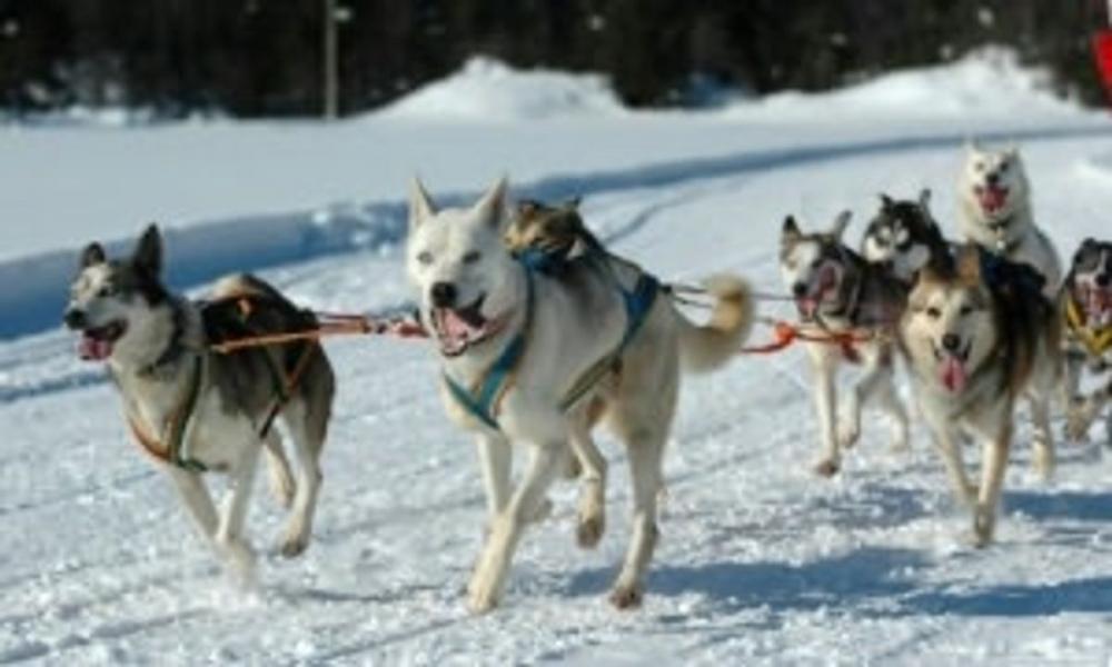 Big bigCover of Dog Sledding for Beginners