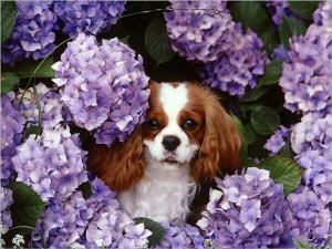 Book cover of Cavalier King Charles Spaniels for Beginners