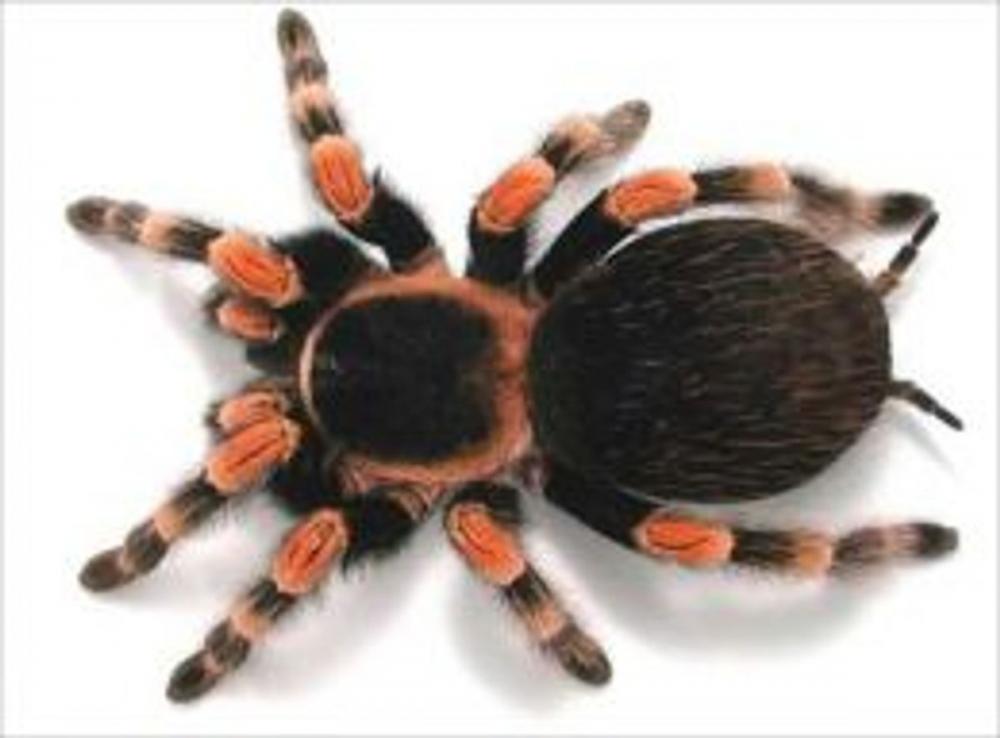 Big bigCover of How to Care for a Tarantula