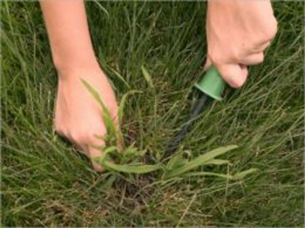 Big bigCover of How To Get Rid of Crabgrass