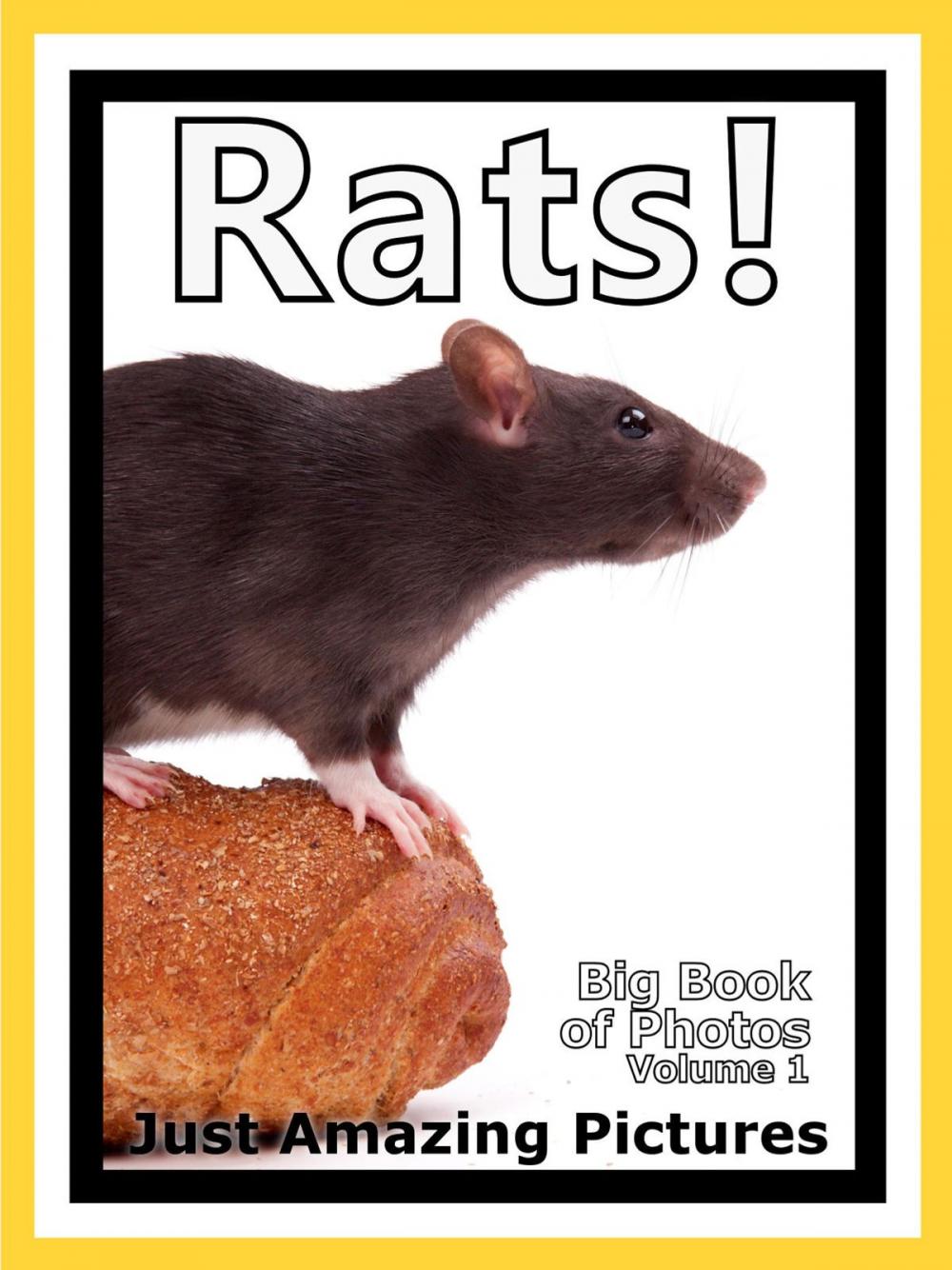 Big bigCover of Just Rat Photos! Big Book of Photographs & Pictures of Rats, Vol. 1