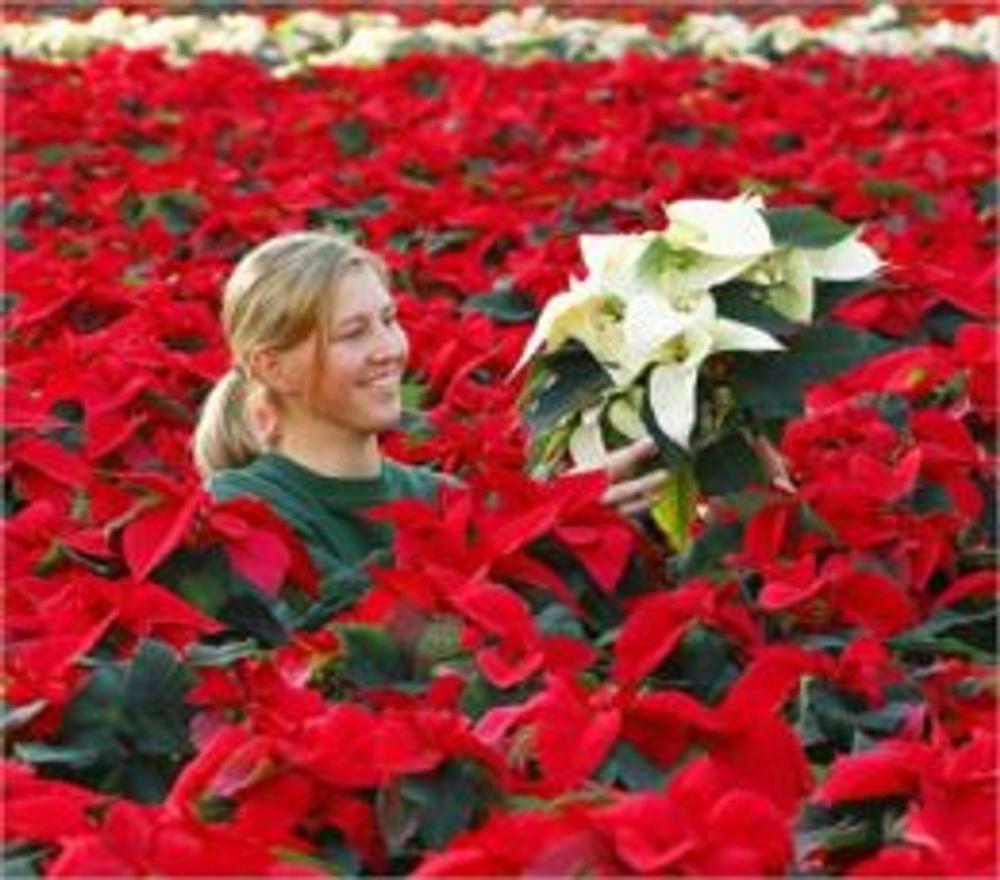 Big bigCover of How to Grow a Poinsettia