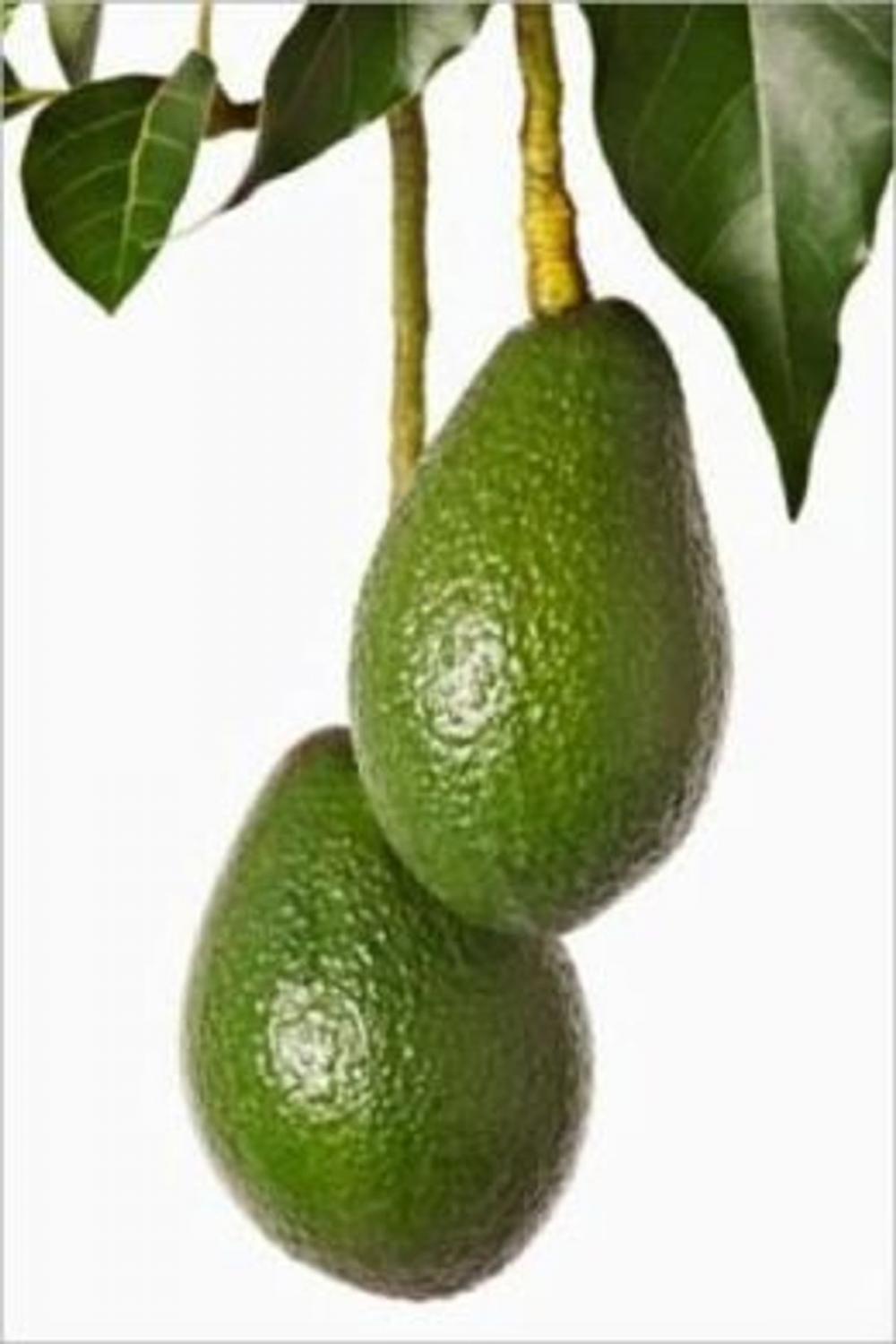 Big bigCover of How to Grow Avocado Trees