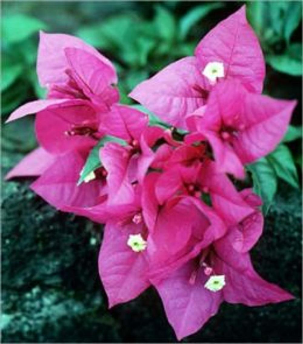 Big bigCover of How to Grow Bougainvilleas