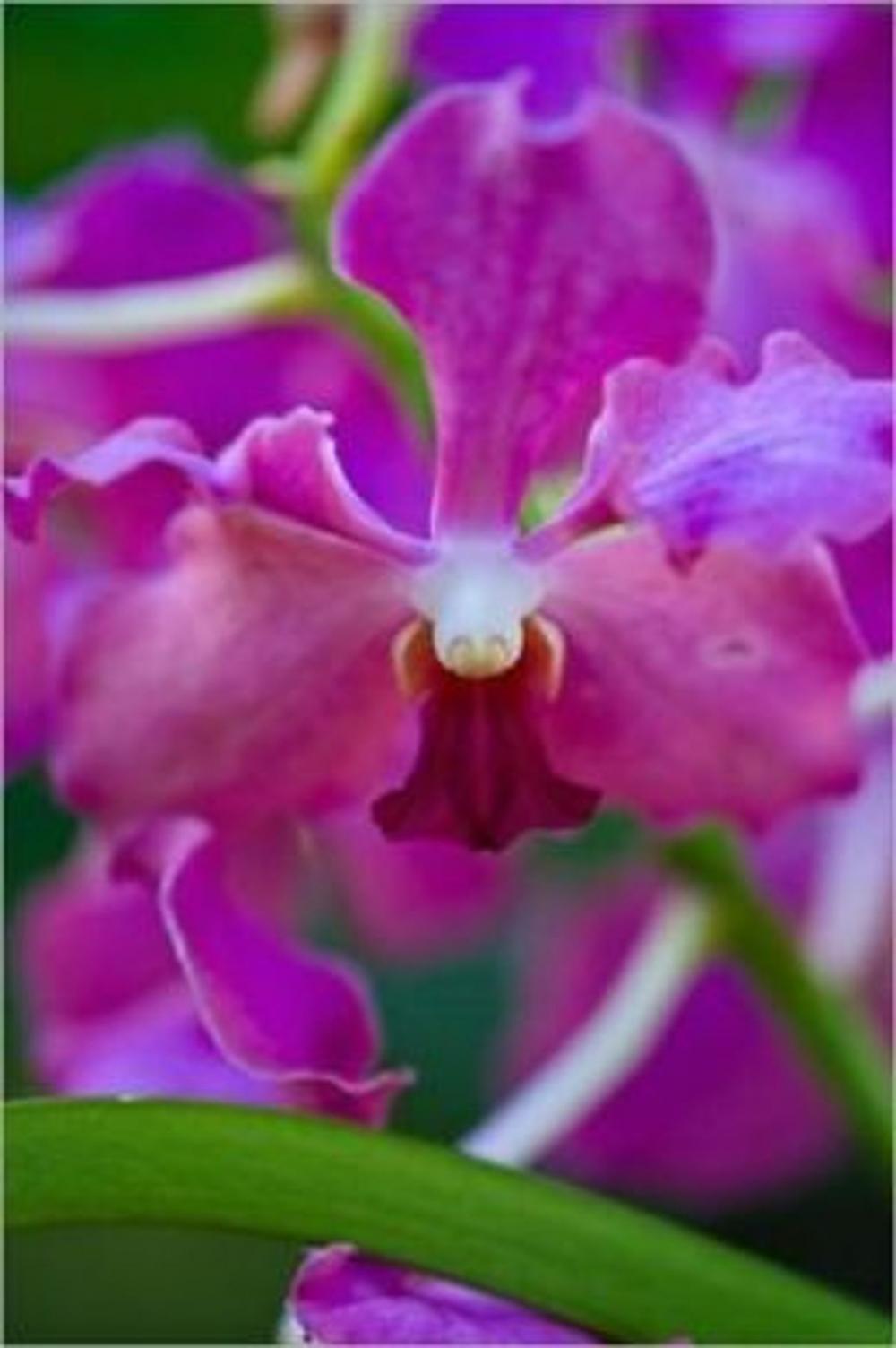 Big bigCover of How to Grow Orchids