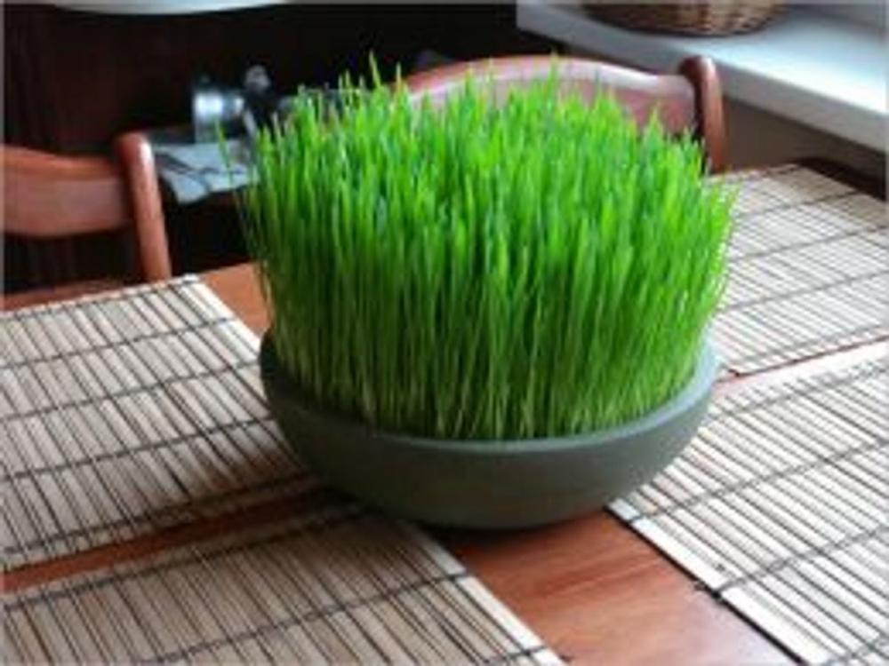 Big bigCover of How to Grow Wheatgrass