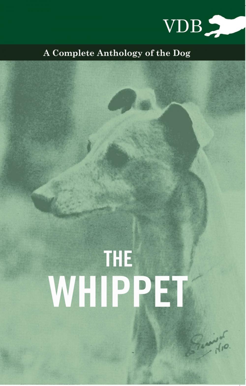 Big bigCover of The Whippet - A Complete Anthology of the Dog