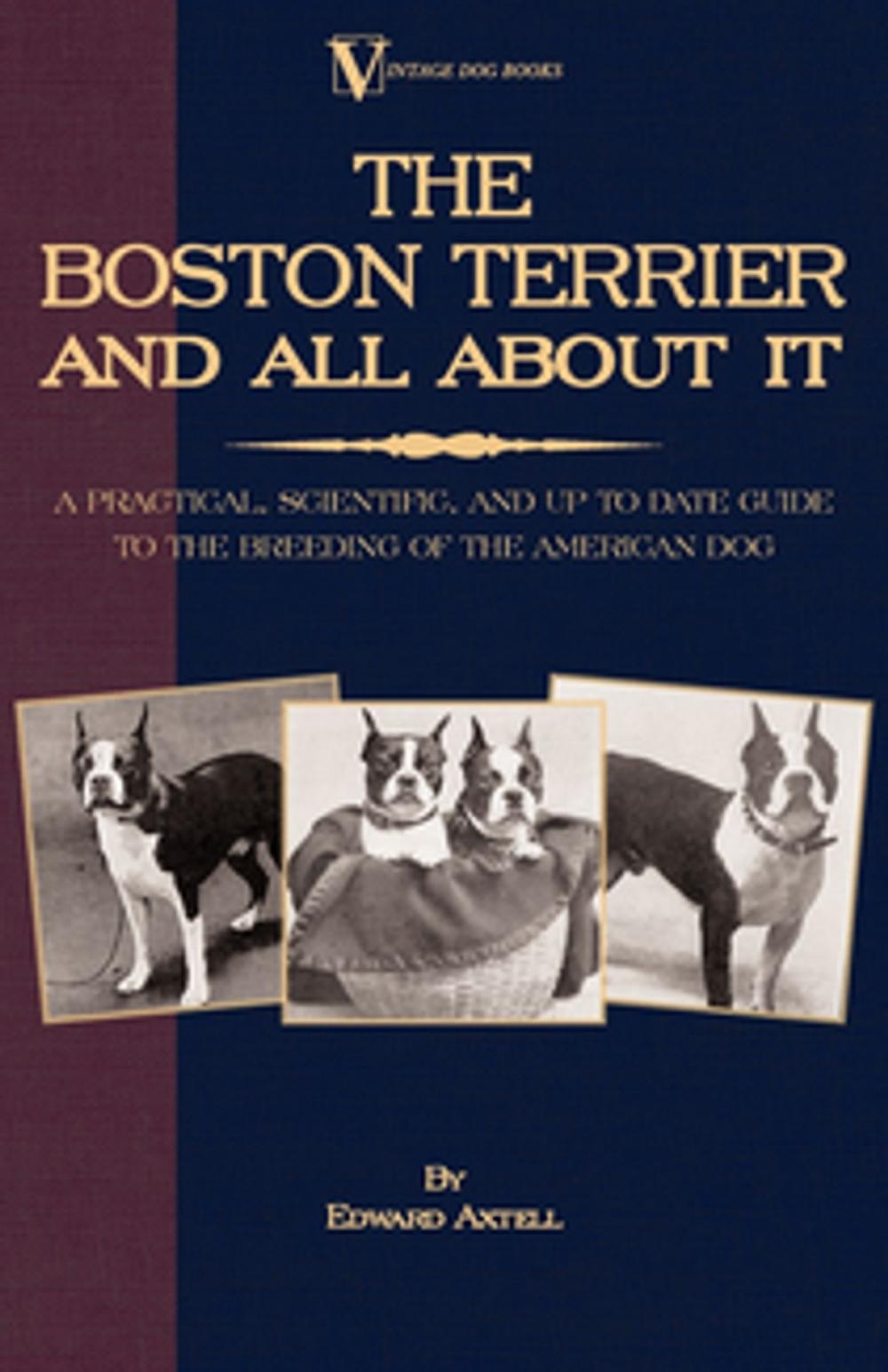 Big bigCover of The Boston Terrier and All about It: A Practical, Scientific, and Up to Date Guide to the Breeding of the American Dog