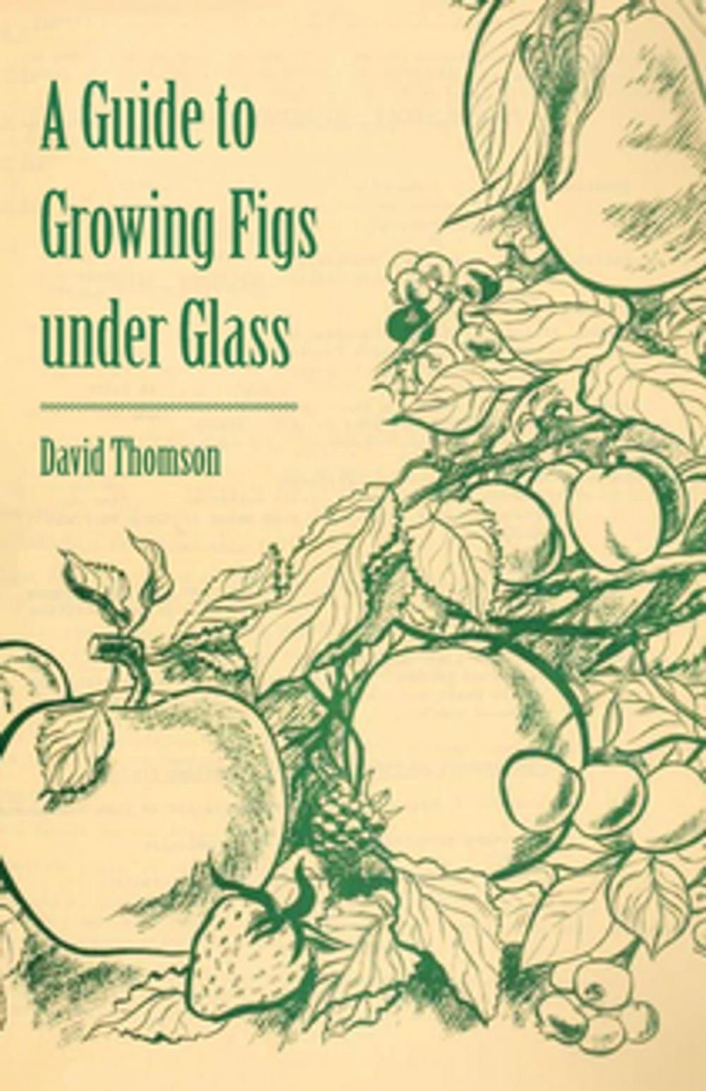 Big bigCover of A Guide to Growing Figs Under Glass