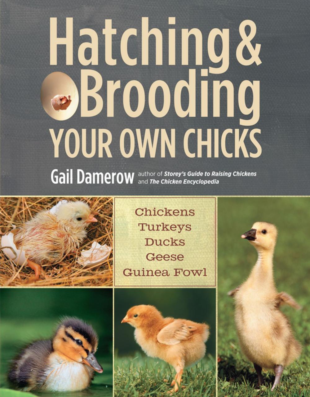 Big bigCover of Hatching & Brooding Your Own Chicks