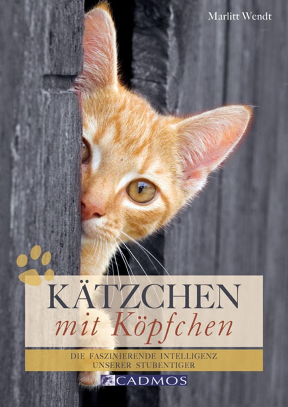 Big bigCover of Kätzchen mit Köpfchen