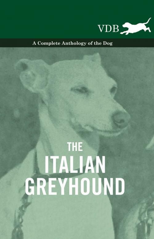 Cover of the book The Italian Greyhound - A Complete Anthology of the Dog by Various Authors, Read Books Ltd.