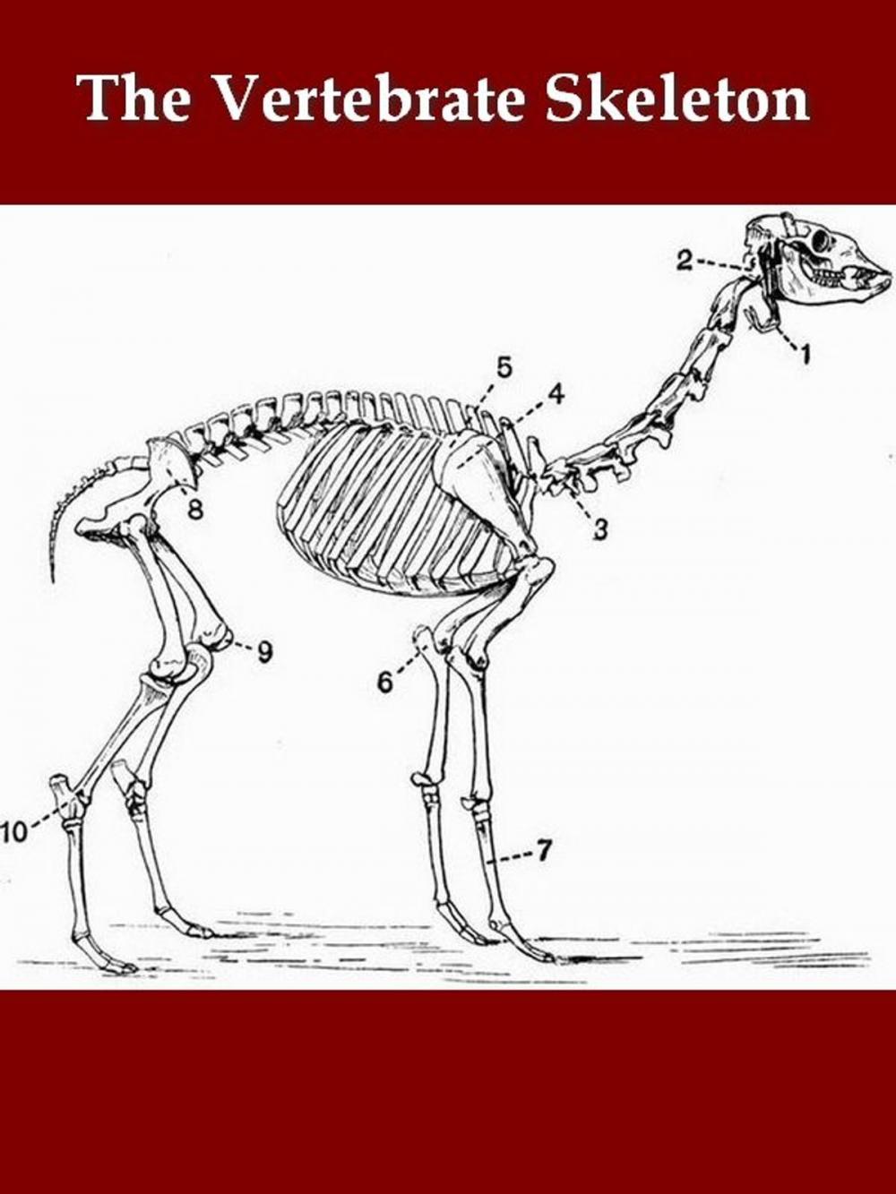 Big bigCover of The Vertebrate Skeleton