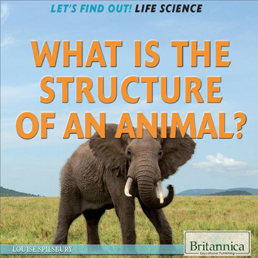 Big bigCover of What Is the Structure of an Animal?