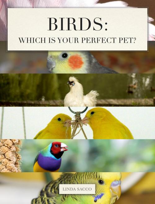 Cover of the book Birds: Which is Your Perfect Pet? by Linda Sacco, Linda Sacco
