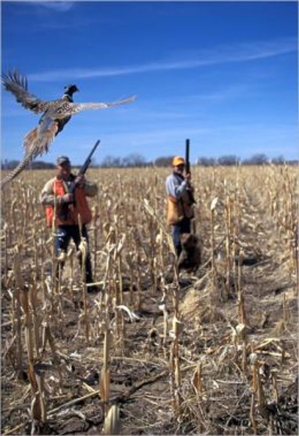 Big bigCover of A Beginners Guide to Pheasant Hunting