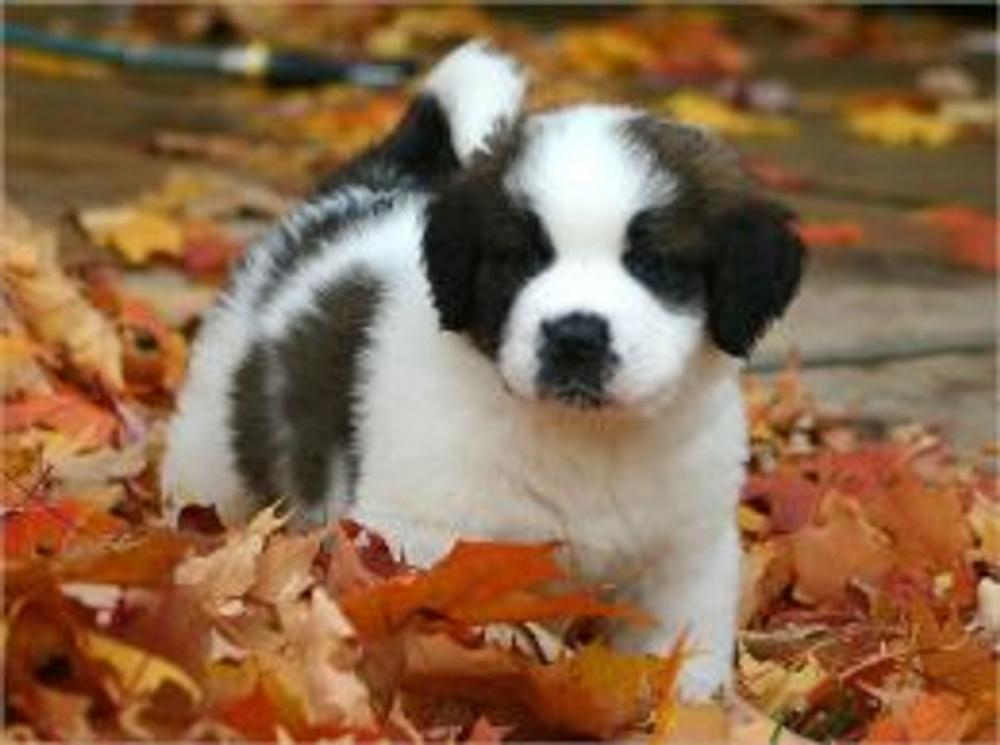 Big bigCover of A Beginners Guide to Saint Bernards