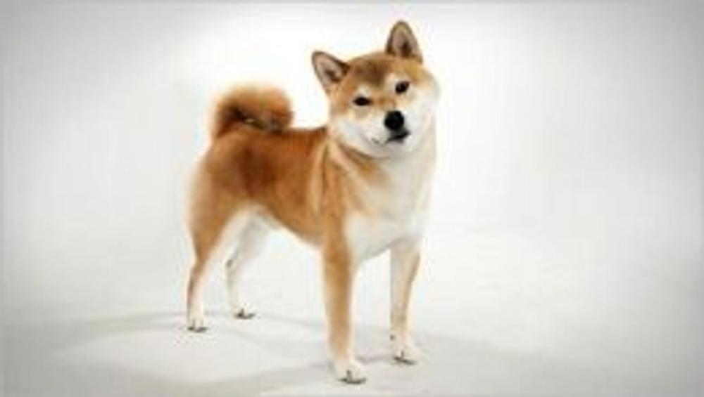 Big bigCover of A Beginners Guide to Shiba-Inus