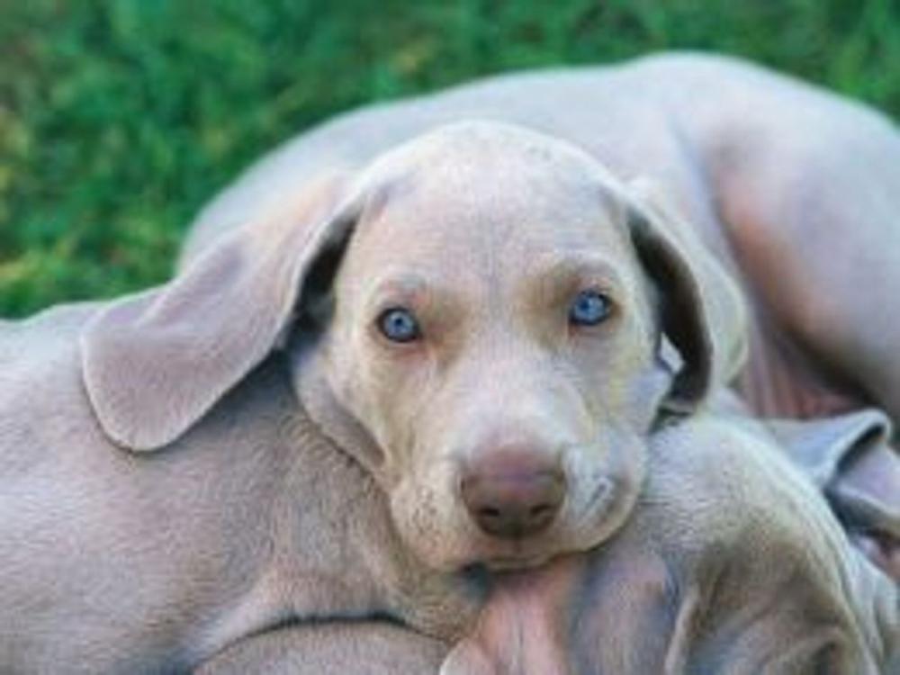 Big bigCover of A Beginners Guide to Weimaraners