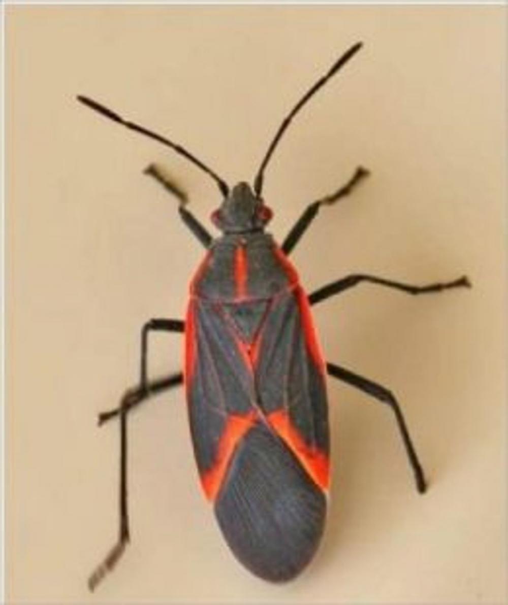 Big bigCover of A Crash Course on How to Get Rid of Box Elder Bugs