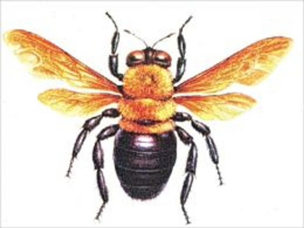 Big bigCover of A Crash Course on How to Get Rid of Carpenter Bees