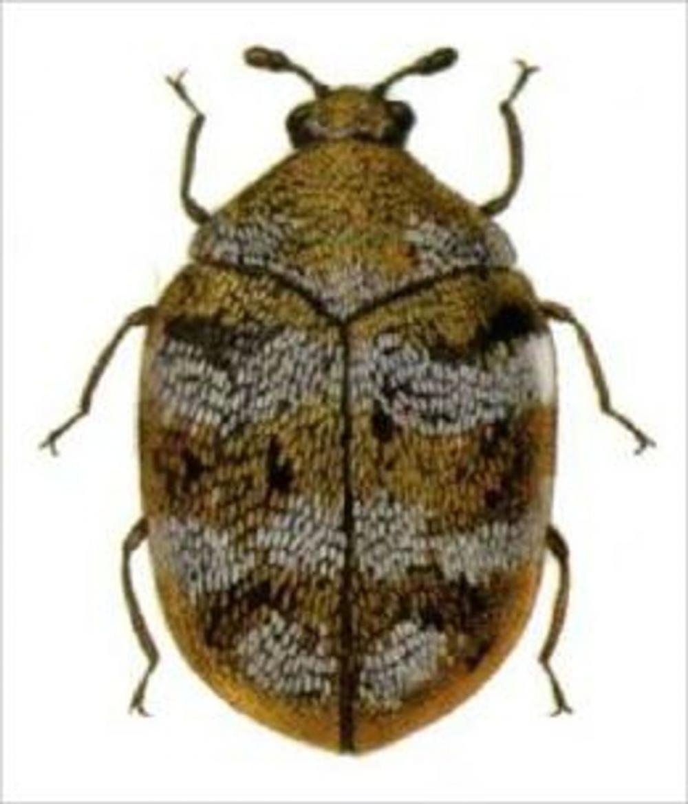 Big bigCover of A Crash Course on How to Get Rid of Carpet Beetles