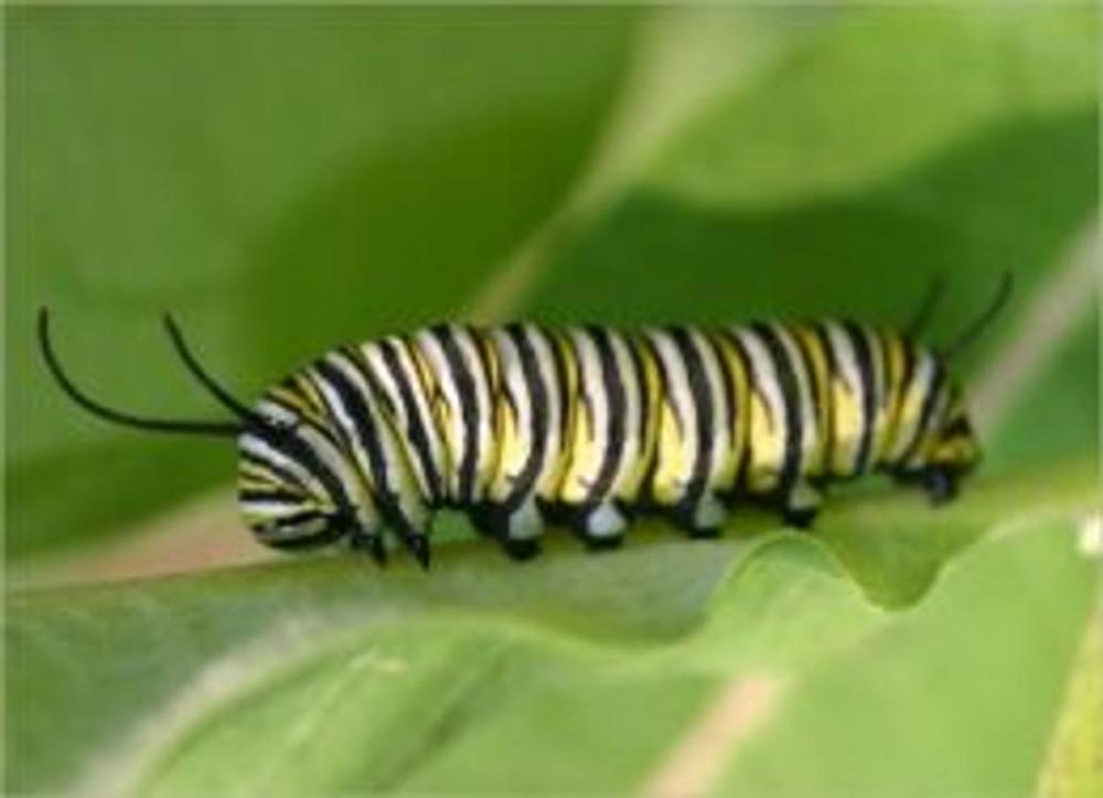 Big bigCover of A Crash Course on How To Get Rid of Caterpillars