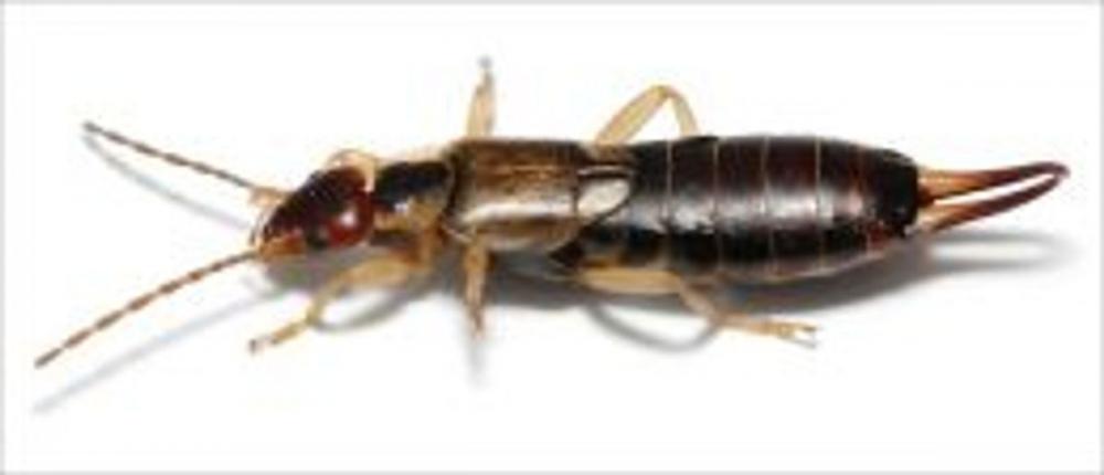 Big bigCover of A Crash Course on How to Get Rid of Earwigs