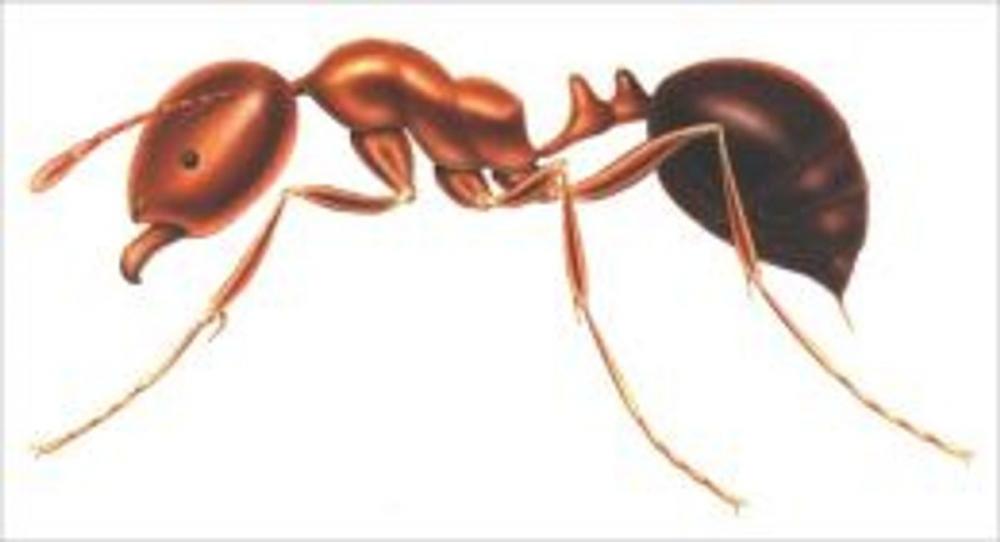 Big bigCover of A Crash Course on How to Get Rid of Fire Ants