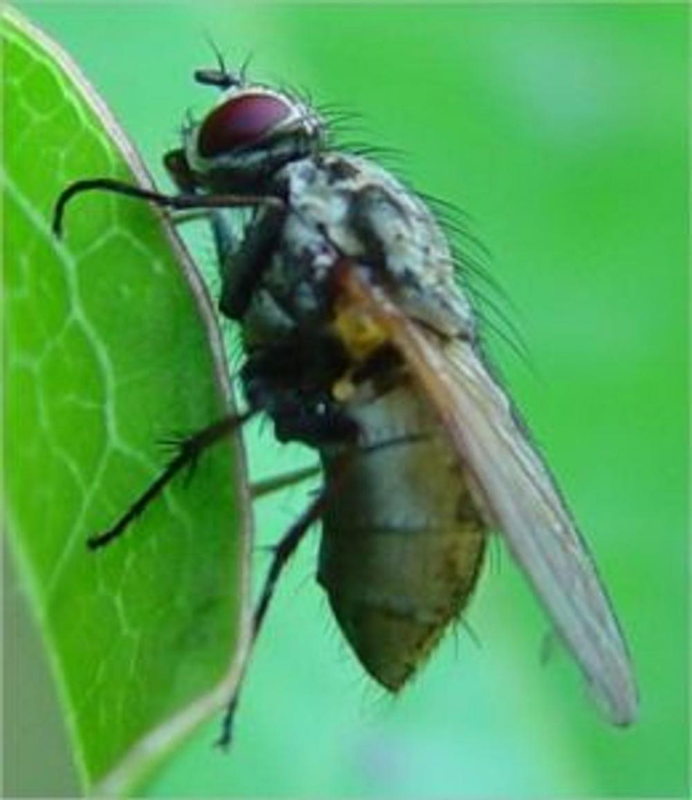 Big bigCover of A Crash Course on How to Get Rid of House Flies