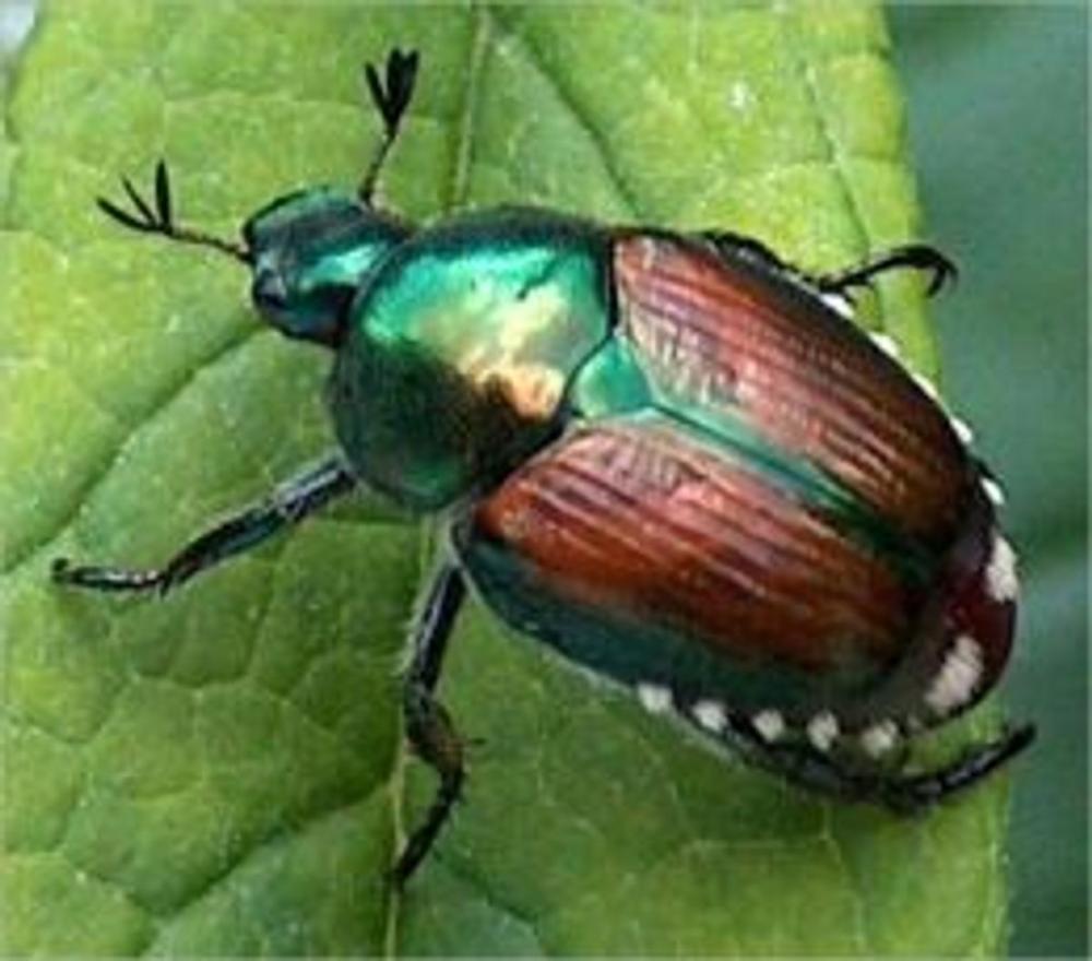 Big bigCover of A Crash Course on How to Get Rid of Japanese Beetles