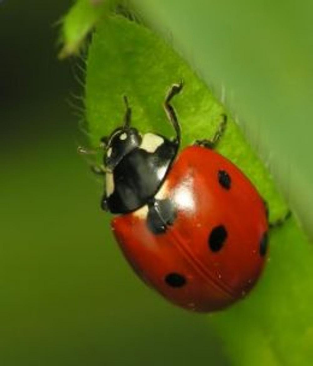 Big bigCover of A Crash Course on How to Get Rid of Lady Bugs