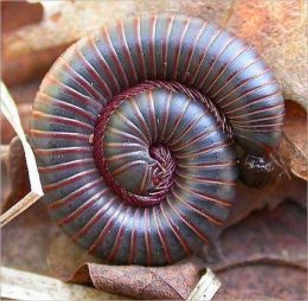 Big bigCover of A Crash Course on How to Get Rid of Millipedes