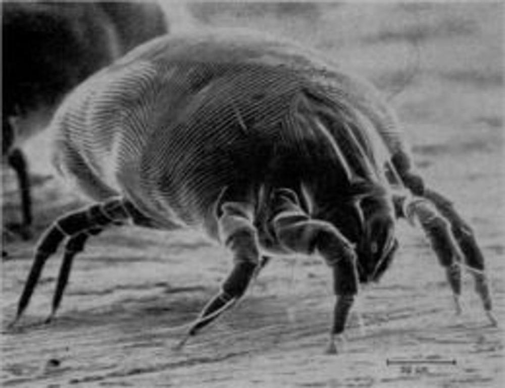 Big bigCover of A Crash Course on How to Get Rid of Mites